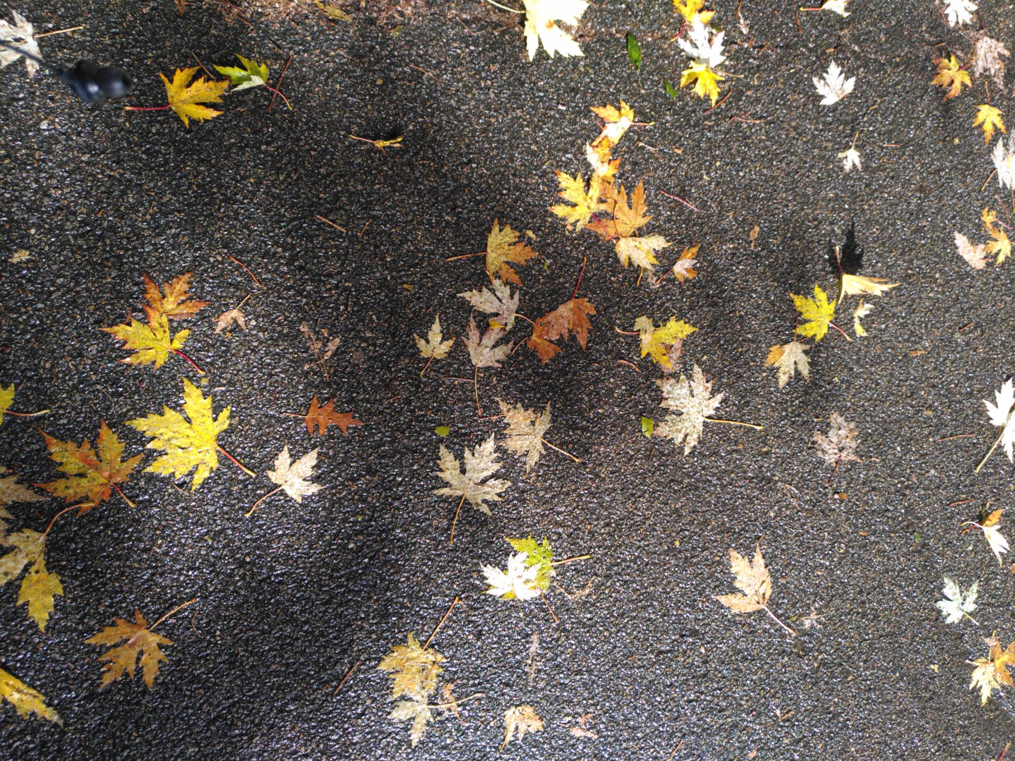 feuilles d’arbre oranges tombées au sol